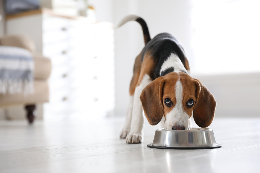 Transitioning to a New Dog Food: A Smooth and Successful Process