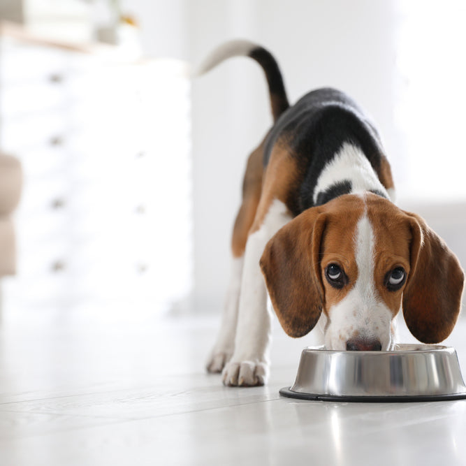 Transitioning to a New Dog Food: A Smooth and Successful Process