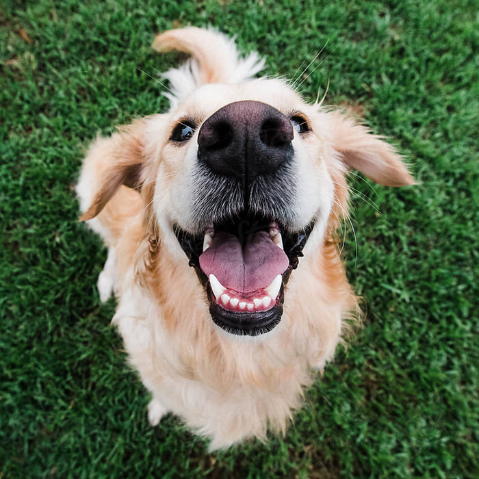 5 Best Reasons You Need to Get a Dog Right Now