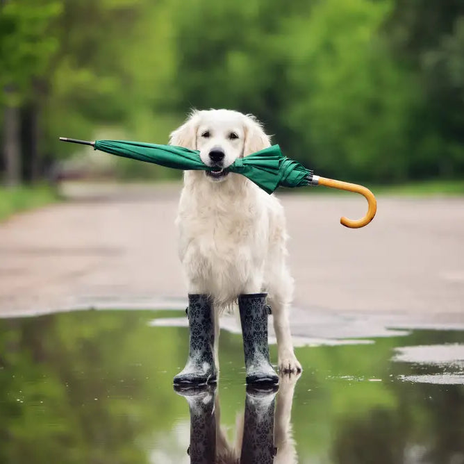 Monsoon Care Tips for Pets: Precautions to Keep Them Healthy and Happy