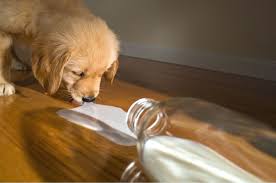 Understanding Lactose Intolerance in Dogs: Why Dairy Isn't Always a Treat