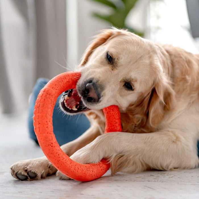 Keeping Your Furry Friend Happy: 7 Activities to Entertain Your Pet at Home