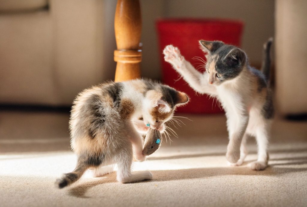 How to Train a Kitten at Home And What All Needs To be Taught — The Pet