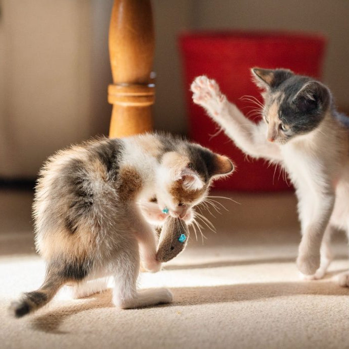 How to Train a Kitten at Home And What All Needs To be Taught