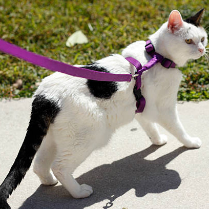 How to Leash Train Your Cats for a Walk/Stroll