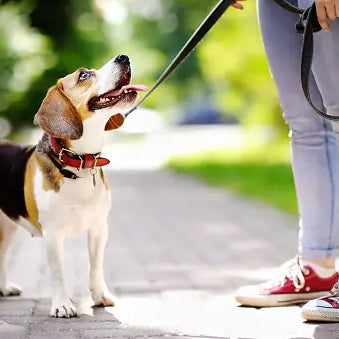 Mastering the Art of Dog Leash Walking: A Guide for Pet Owners