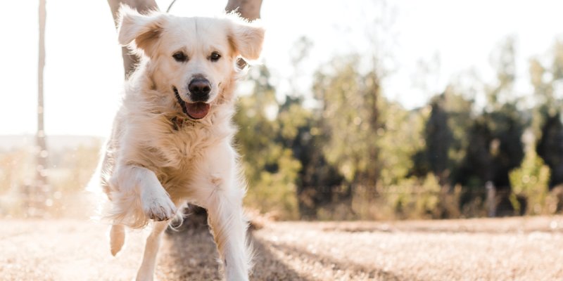 Keeping Your Dog's Digestive Health in Check: Essential Precautions