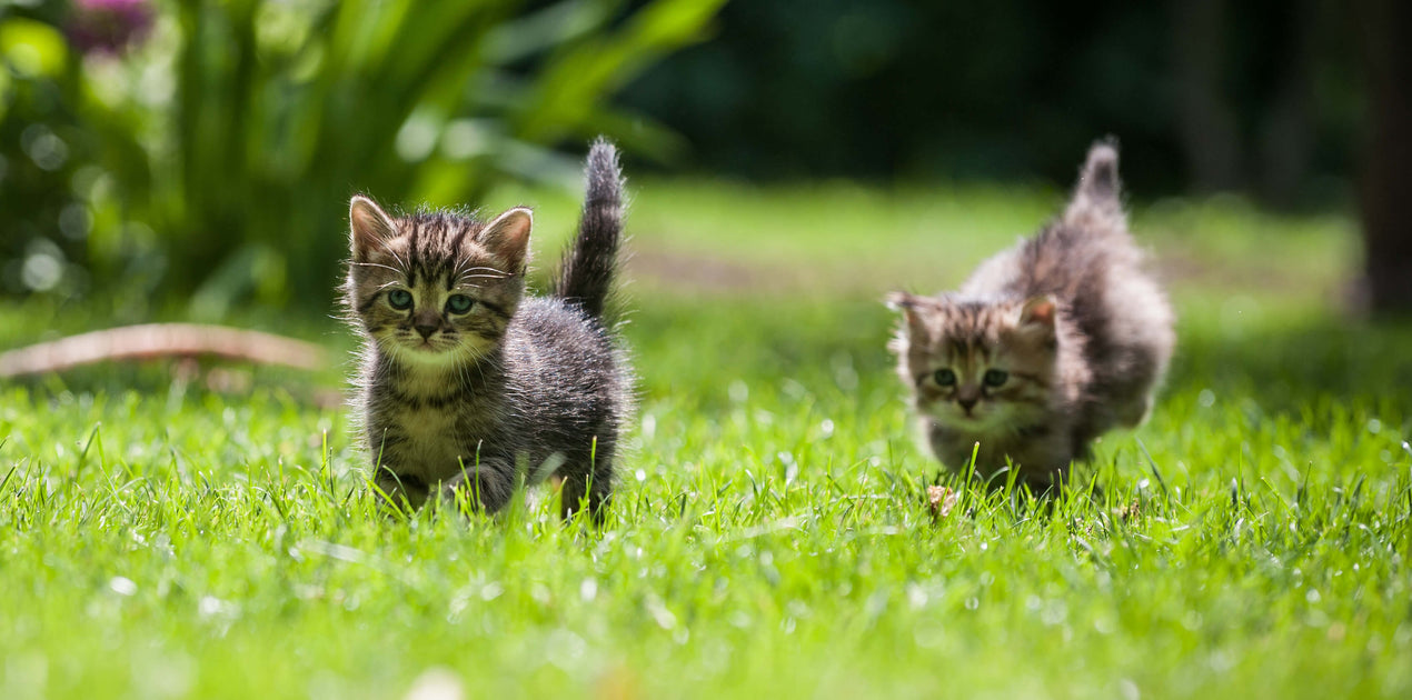 Kitten Care Checklist and Essential Products for New Pet Parents — The