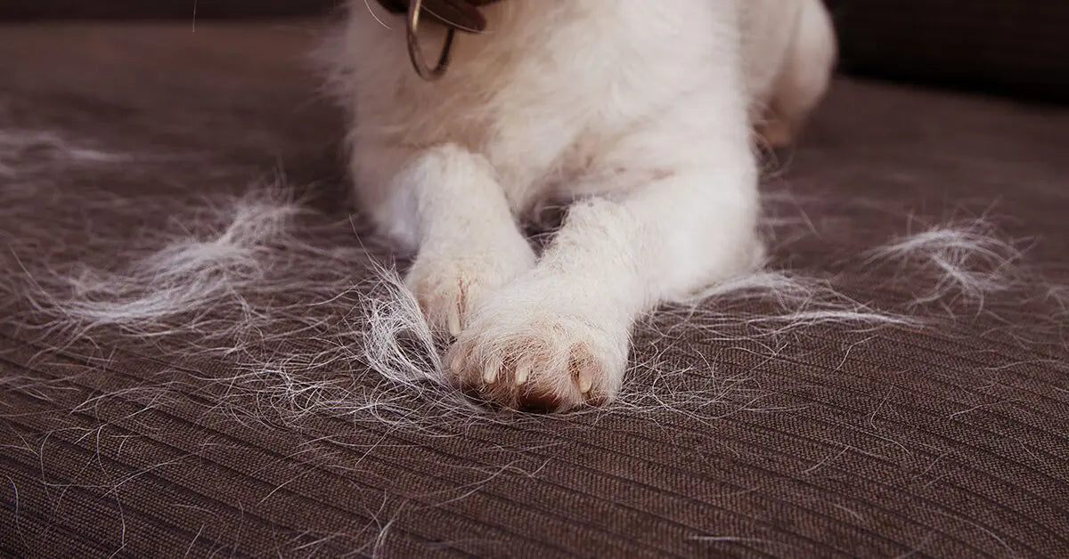 5 Reasons Why Your Dog is Shedding Too Much