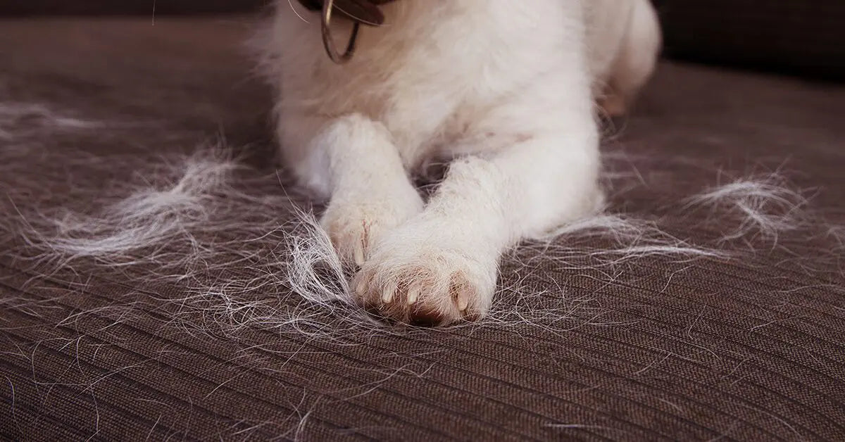 5 Reasons Why Your Dog is Shedding Too Much — The Pet Point