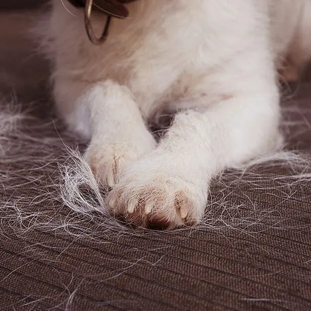 5 Reasons Why Your Dog is Shedding Too Much