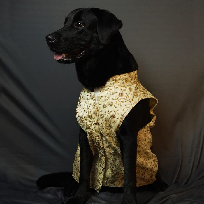 Nootie Designer Sherwani for Dogs, (Gold Color)