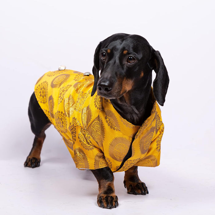 Nootie  Designer Sherwani for Dogs, (Yellow with Gold Print)