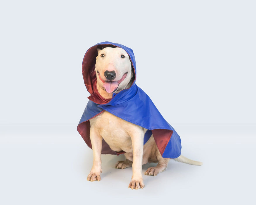 Nootie Blue Raincoat for Dogs