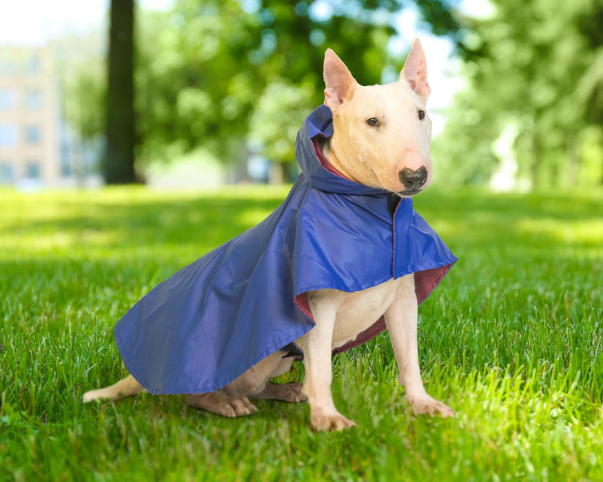 Nootie Blue Raincoat for Dogs