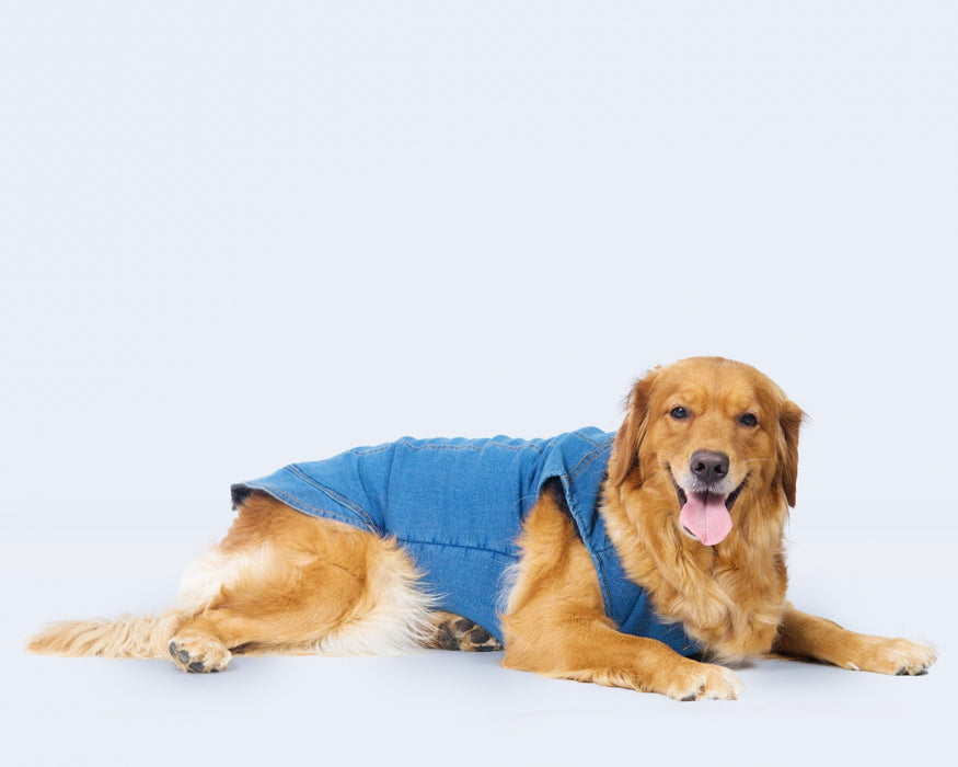 Nootie Denim Jacket For Dogs and Cats