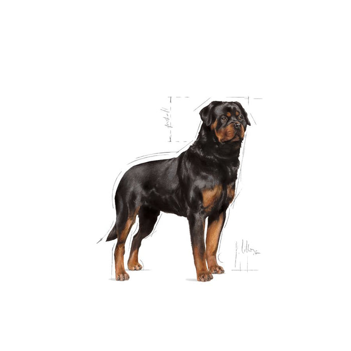 Royal Canin Rottweiler Adult Dog Dry Food